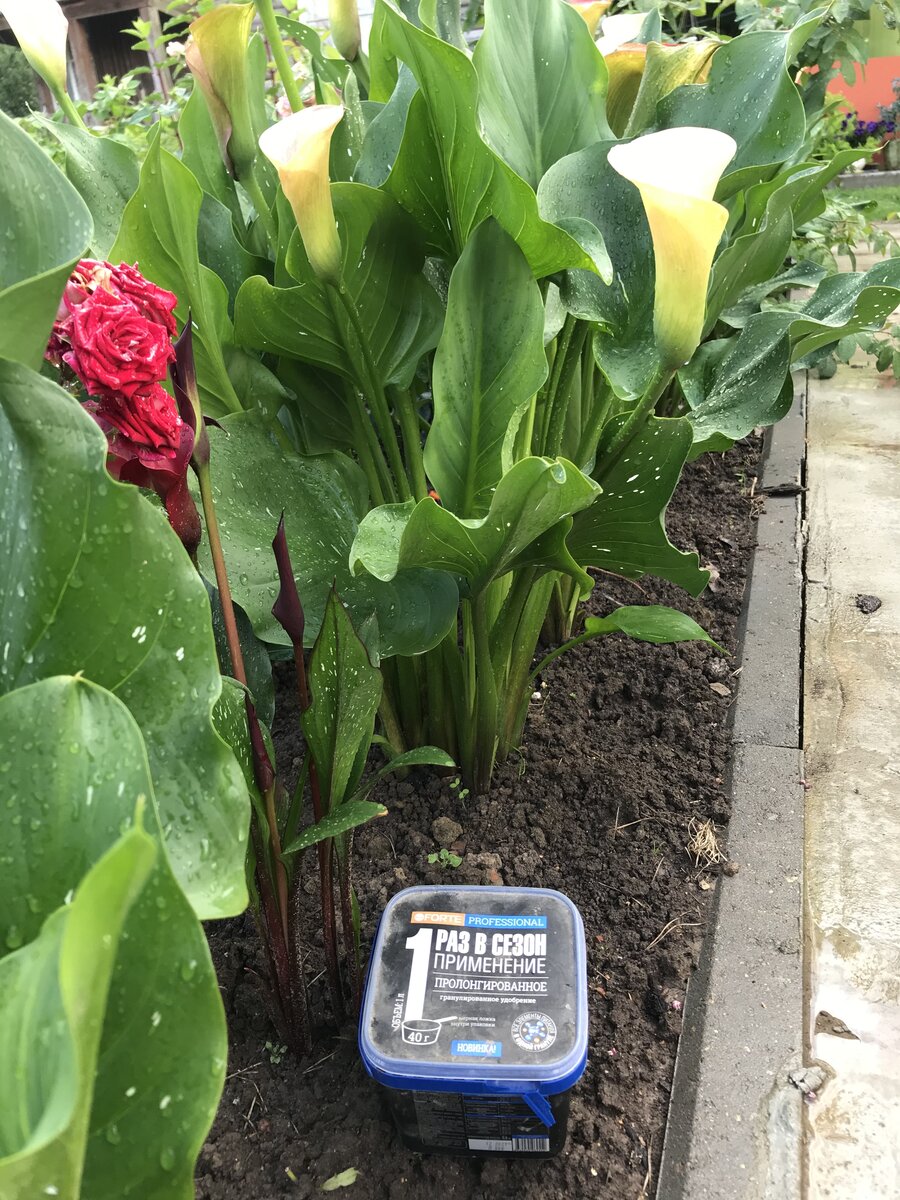    В прошлом сезоне применяла пролонгированное удобрение «Универсальное» от Bona Forte