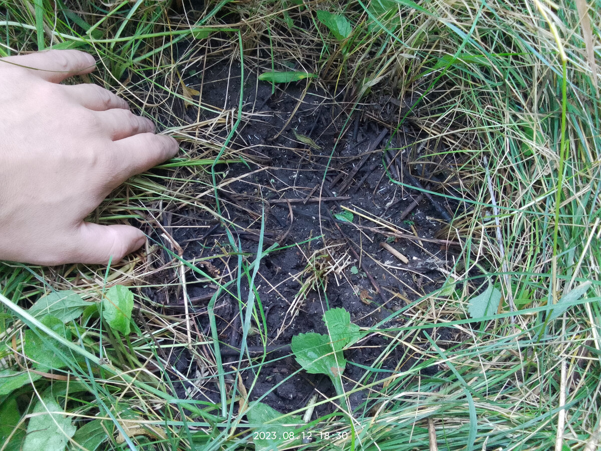 Саженец в ЗКС был; его тупо выдрали из земли какие-то мрази, оставив углубление. Хотя, углубление не округлое; видимо, откапывали, сучары.