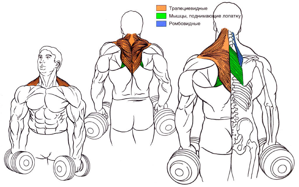 Шраги с гантелями для трапециевидной мышцы. Как прокачать трапециевидную мышцу. Упражнение шраги с гантелями. Упражнение шраги с гантелями для мужчин.