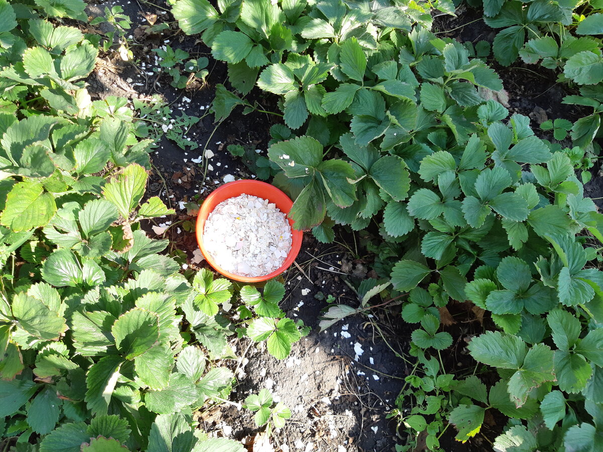 Фото автора. Скорлупа измельчена и готова к посыпке.