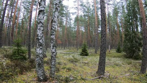 За грибами и ягодами по новым местам. Лес Приозерского района, гуляем и отдыхаем и новые места изучаем.