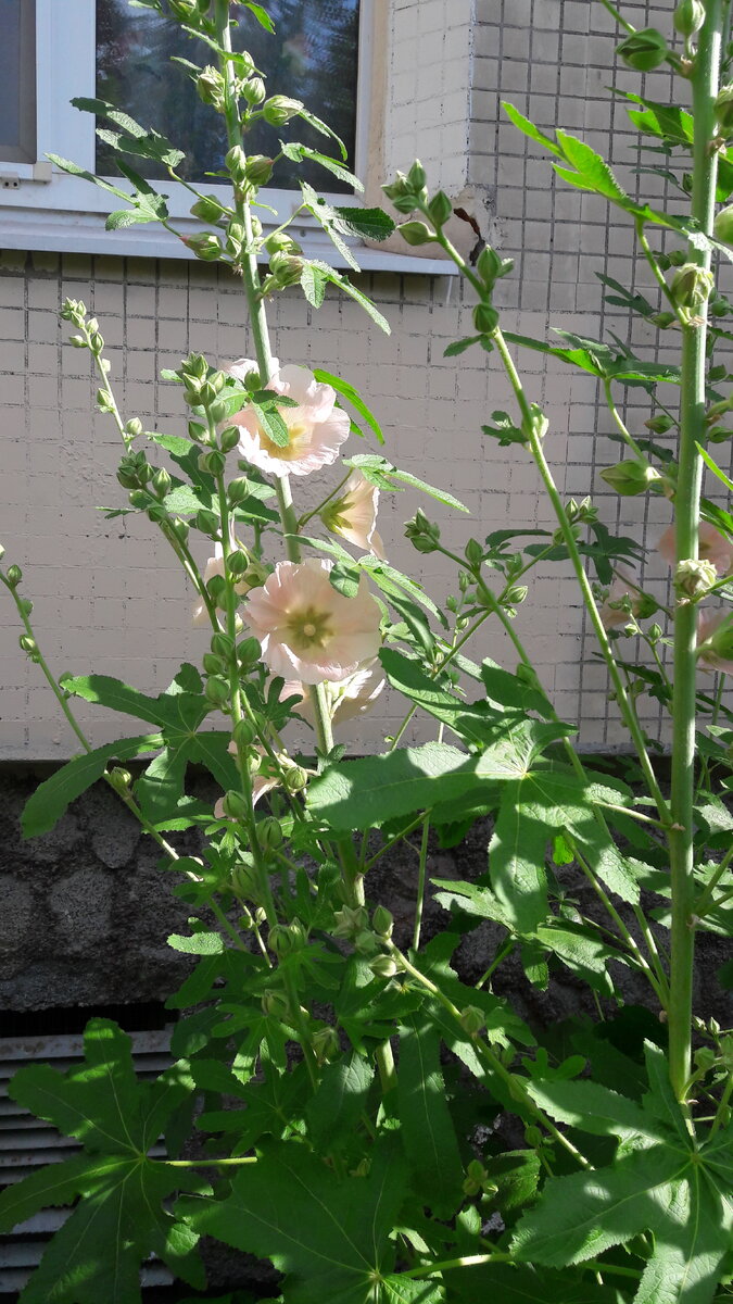 Мальва или шток-роза. Сорт не известен, но очень нежный цвет и резные листья.