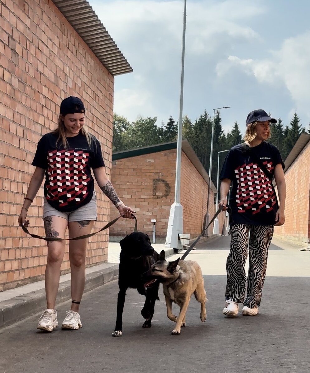 Волонтёры выгуливают собак