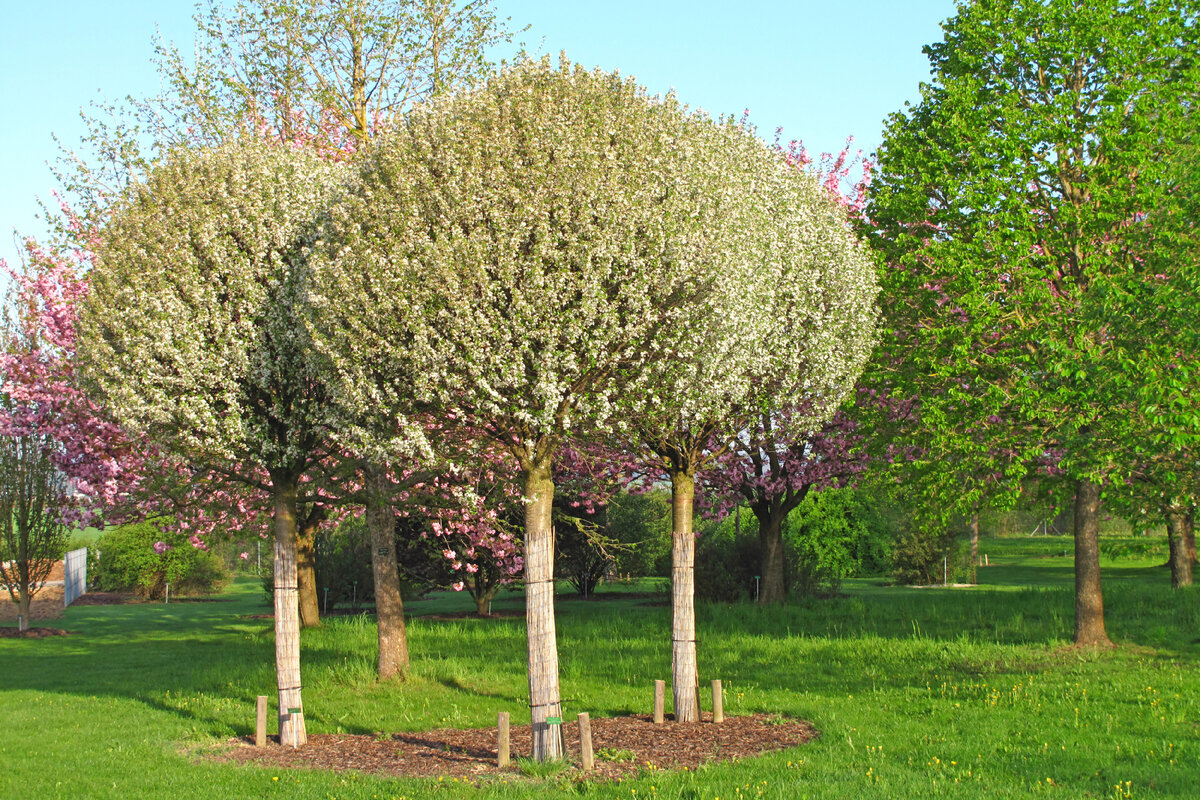 Деревья в саду