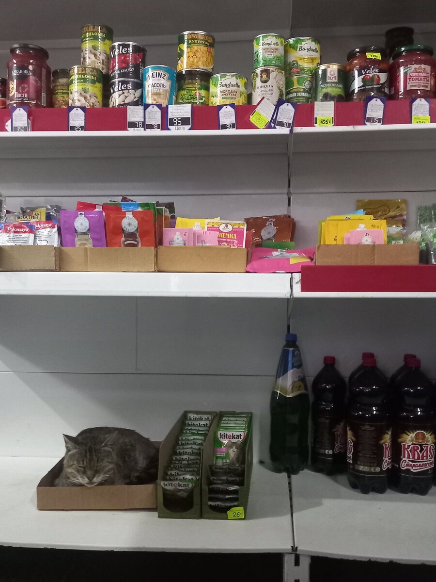 Реальное фото.Зашла в магазин и на полке с продуктами обнаружила жильца))причем поселился он очень удачно-по соседству с большими запасами))