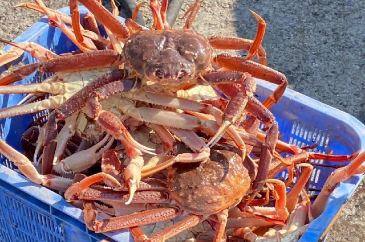    На Камчатке супруги пытались продать 1,3 тонны крабов и были осуждены