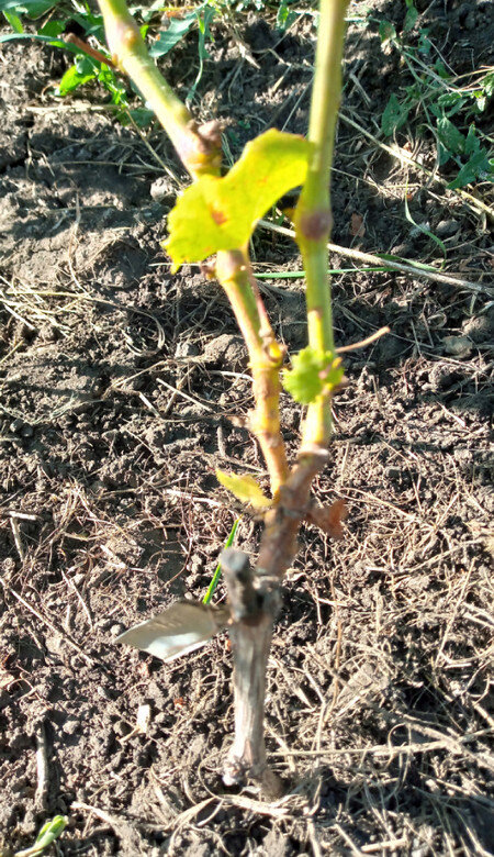 Задержка вызревания побегов на г.ф. Гусар.