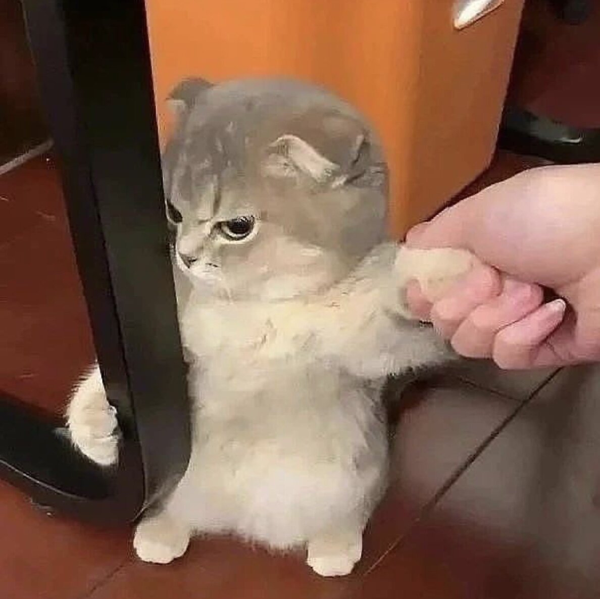 Причина кошачьей способности видеть в темноте