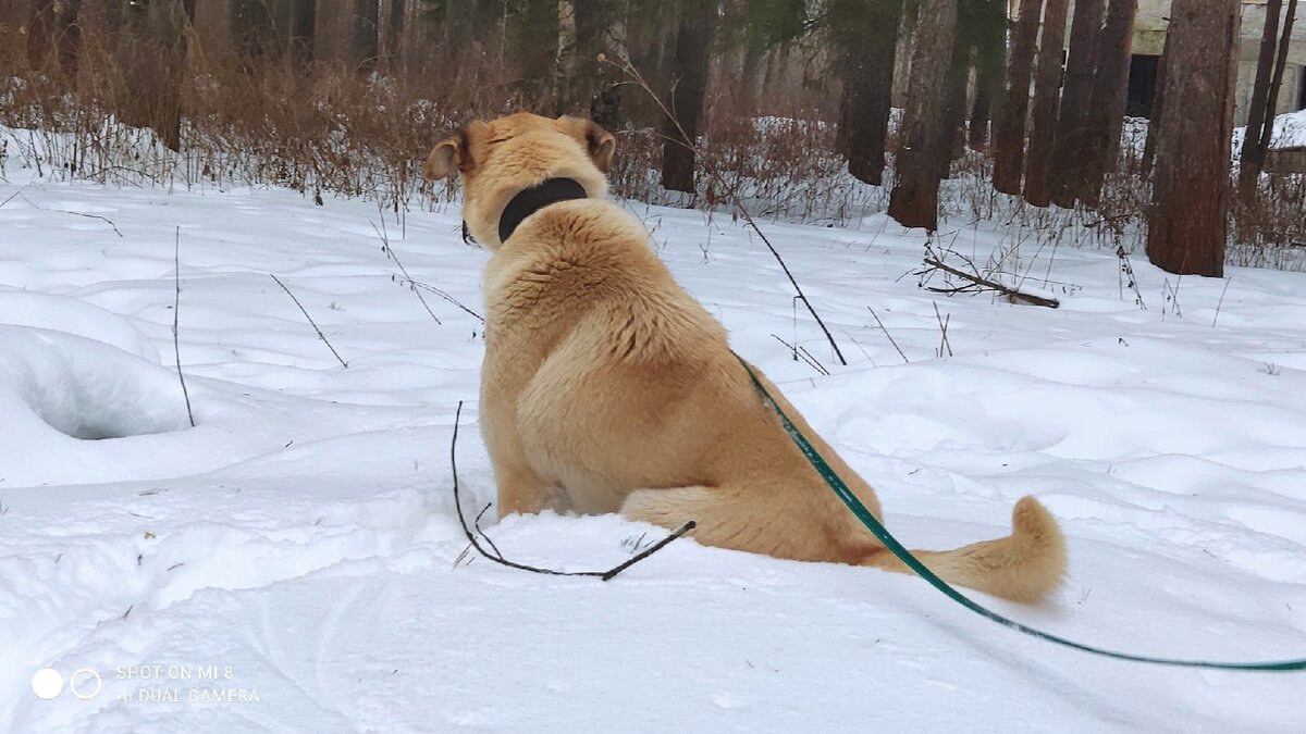 Но крайне самостоятелен и все решения принимает сам!