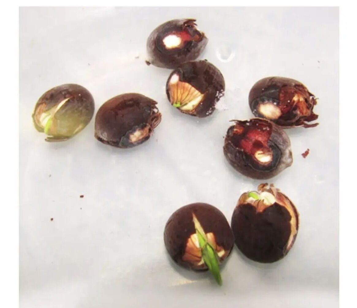 Пилочкой не справилась с задачей, но помогли надфеля мужа 