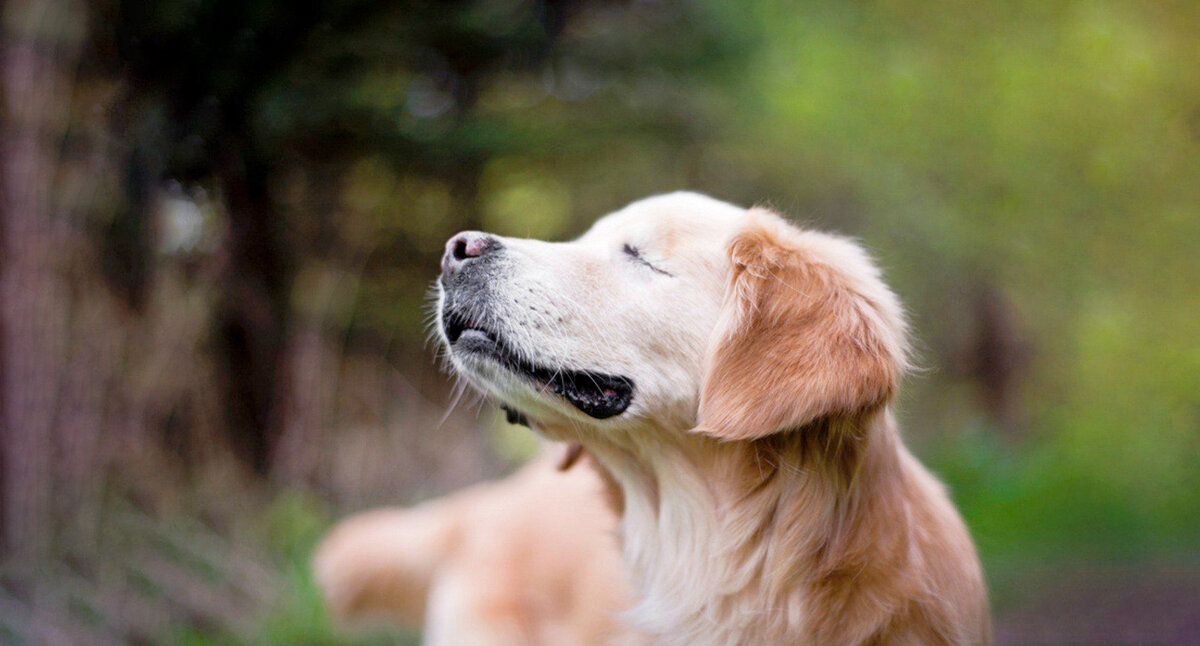 Слепота у собак