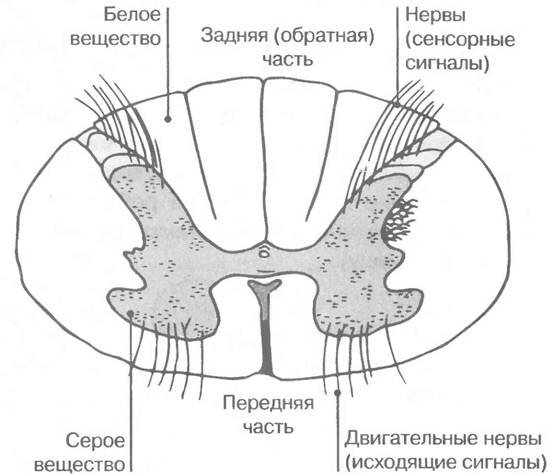 Схема 'бабочки' клеток спинного мозга