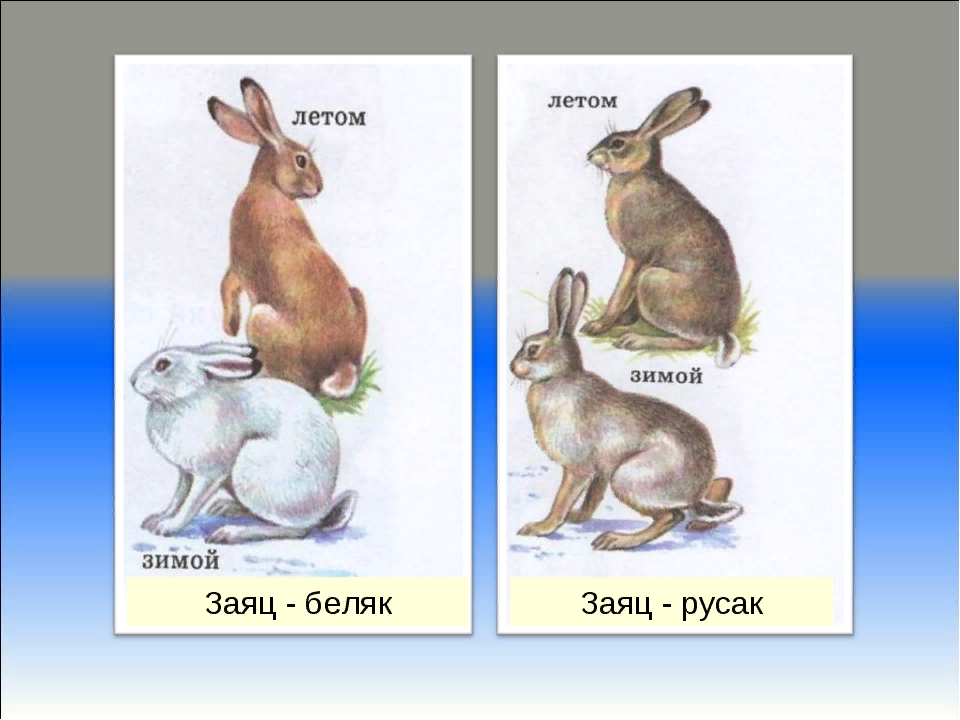 Различия зайцев беляк и русак