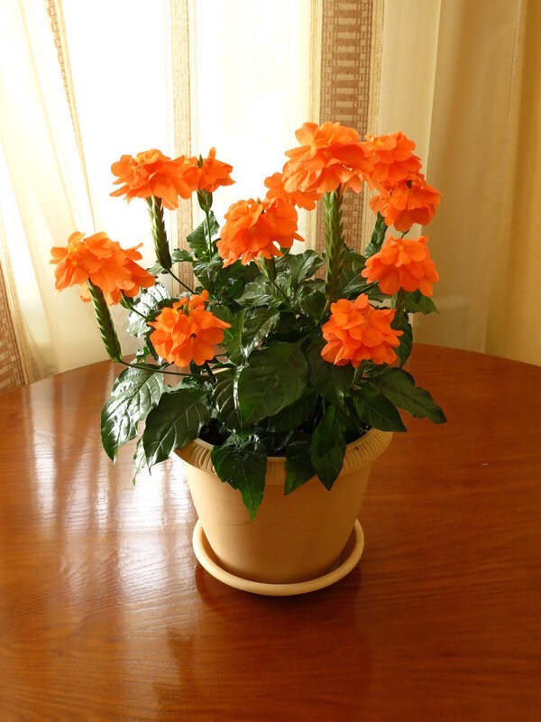 Кроссандра комнатный. Цветущая кроссандра. Цветок фортуна кроссандра. Кроссандра тропик красная. Кроссандра (crossandra).