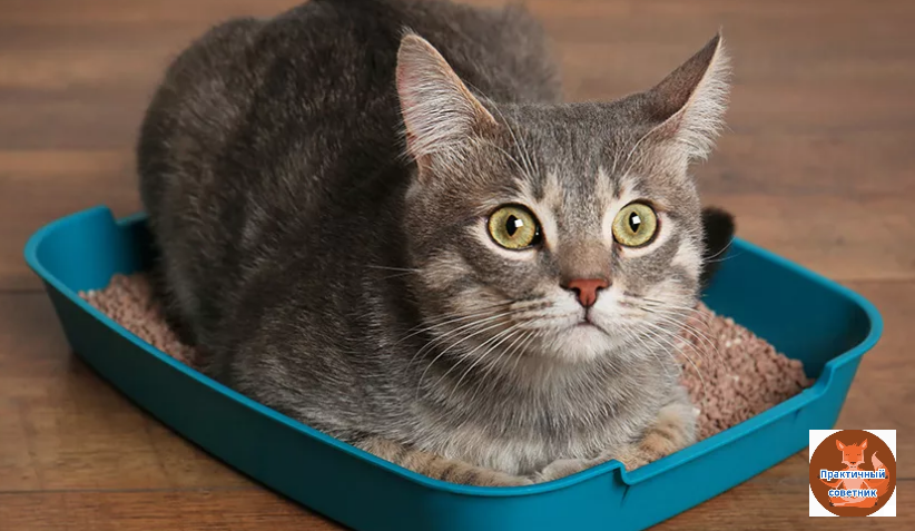 Кошка в доме