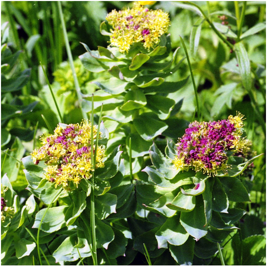 Взрослая Родиола Розовая, готовая создать свою плантацию