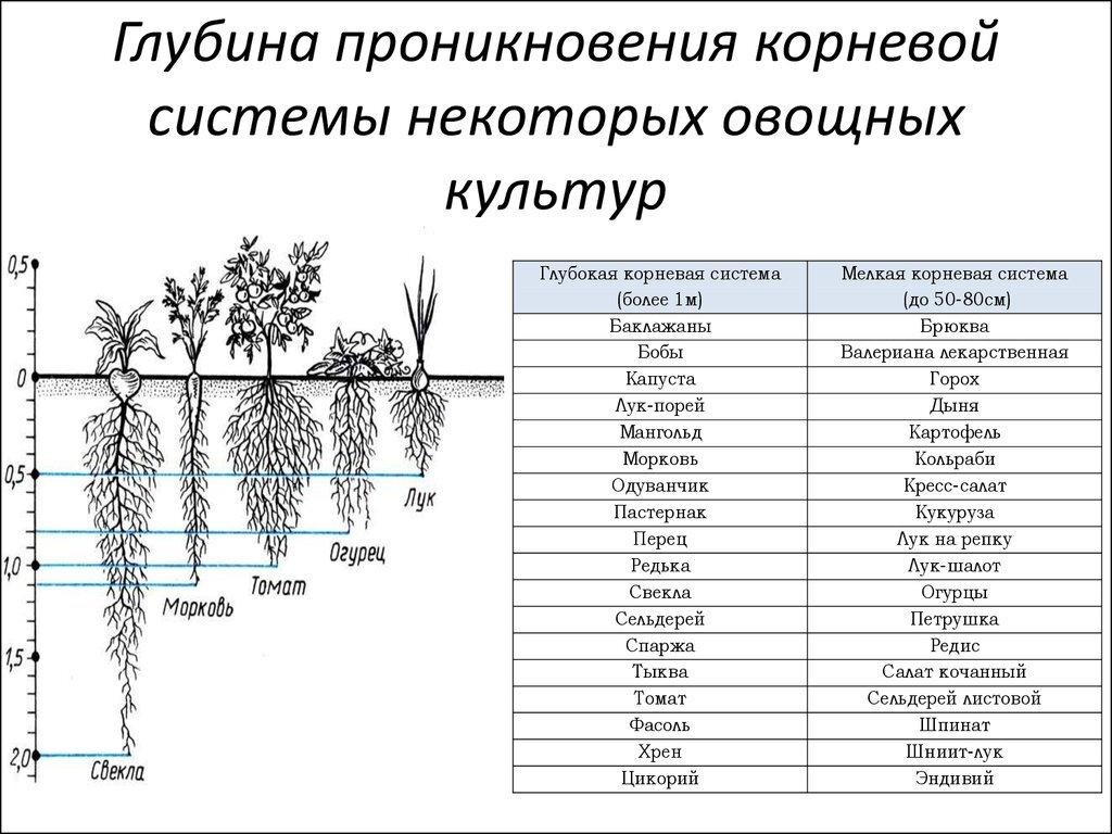 Корневая система щавеля рисунок