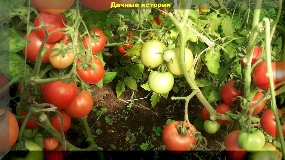 https://vk.com/photo-159774511_457242131