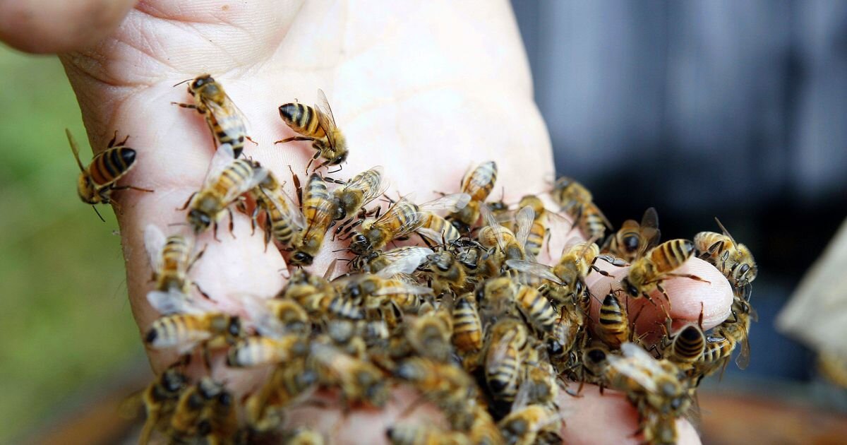 Пчелы не всегда кусают .