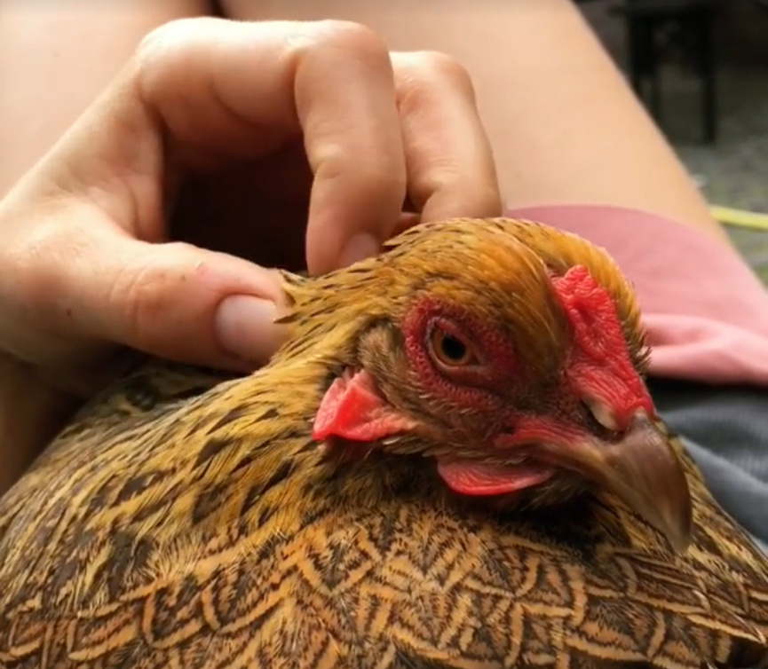 Ручная курочка