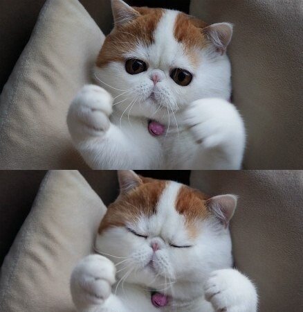 Порода Снупи