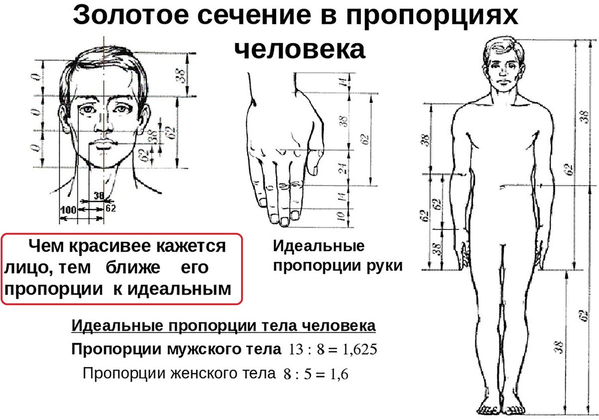 Пропорция размер. Золотое сечение человека пропорции. Золотое сечение тело человека. Золотое сечение в человеке. Золотое сечение пропорция тела.