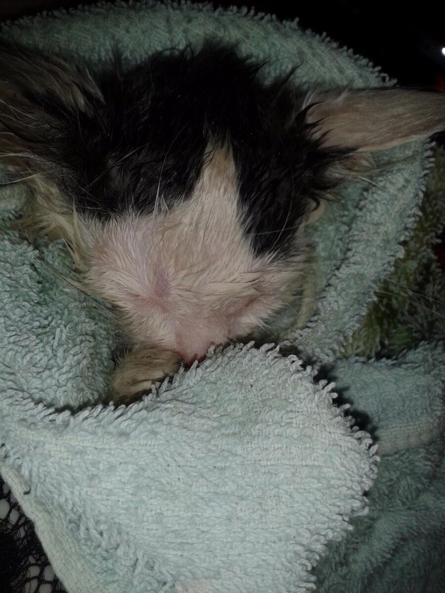 Мама говорит, что я не похож на котенка...