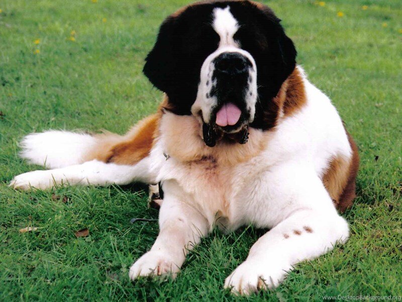 Источник:https://www.desktopbackground.org/download/800x600/2014/06/03/772609_top-hd-st-bernard-wallpapers_1590x1282_h.jpg