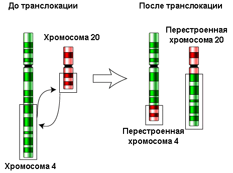 https://upload.wikimedia.org/wikipedia/commons/b/b9/Translocation-4-20rus.png