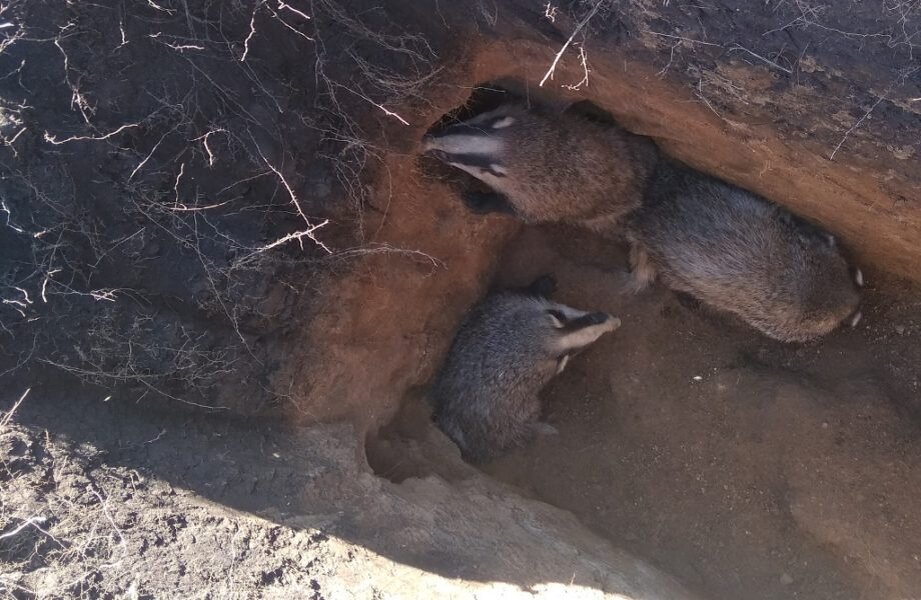 Спасенные барсуки. Фото Подслушано Бузулук vk.com 