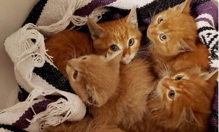 Играть 5 котят. 5 Котят. Пять котят фото. Пять кошечек. Шестеро котят.