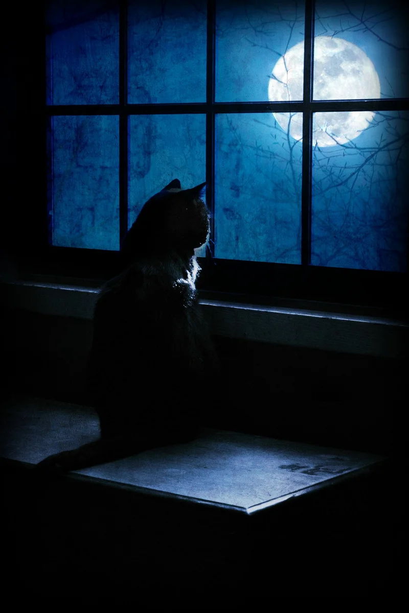 Ночь скука. Одиночество в ночи. Ночь грусть. Одинокий кот. Ночь Луна одиночество.