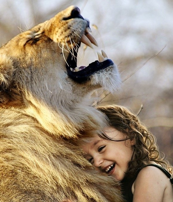 https://cdn.pixabay.com/photo/2017/12/11/15/34/lion-3012515_960_720.jpg
