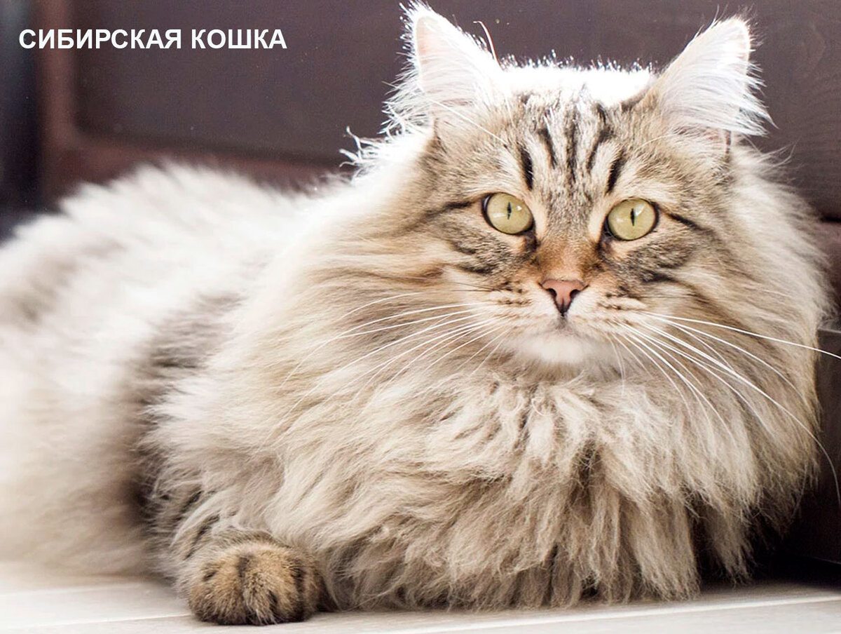 Какие кошки длинношерстные. Персидская длинношерстная шиншилла. Сибирская кошка. Сибирский длинношерстный кот. Сибирская полудлинношерстная кошка.