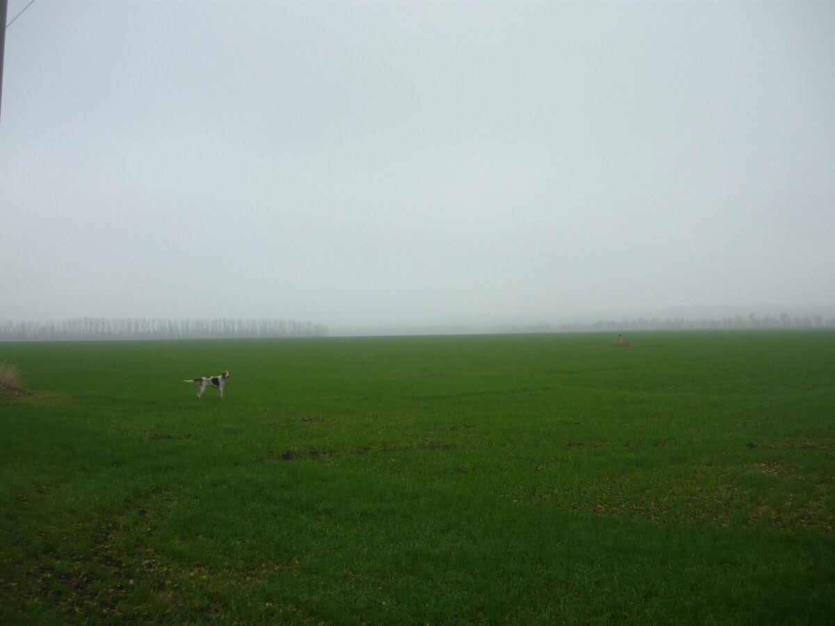 Туманное утро, поле с всходами озимой пшеницы. Любимое место жировки зайцев осенью.