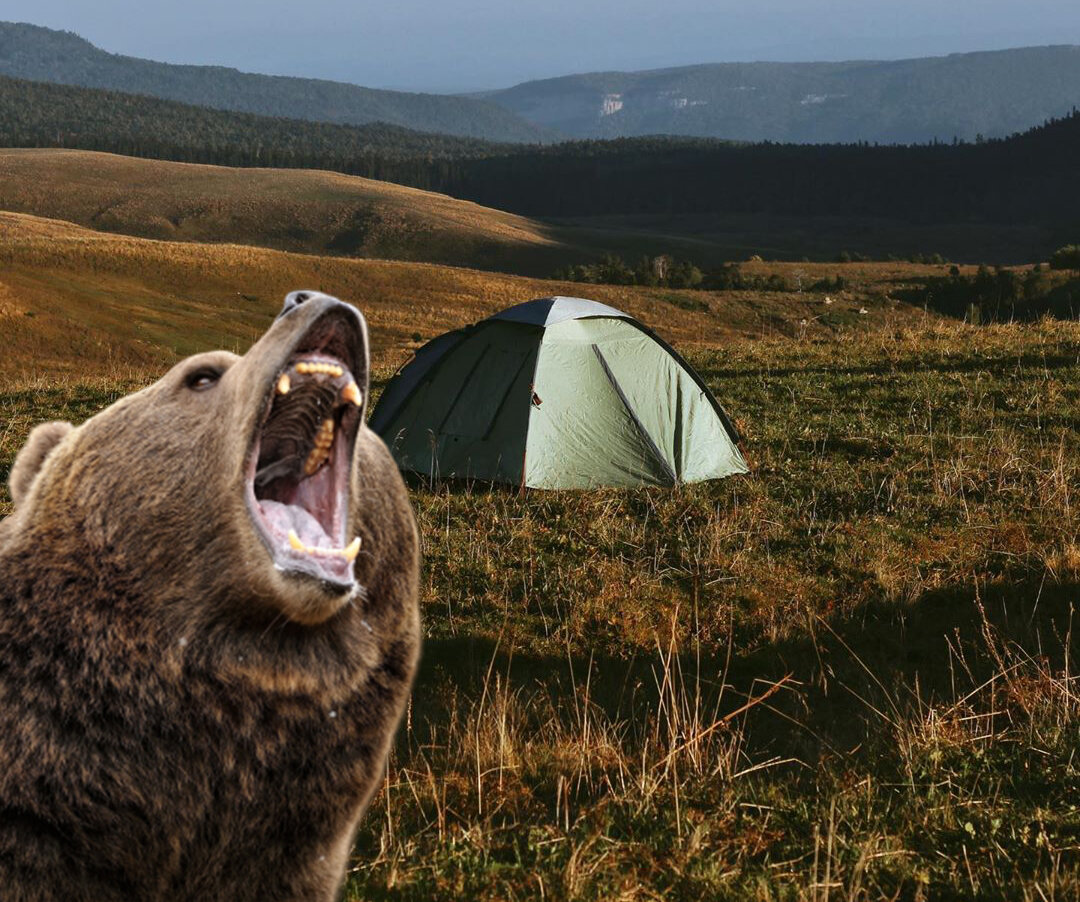 Последняя фотография медведь в палатке