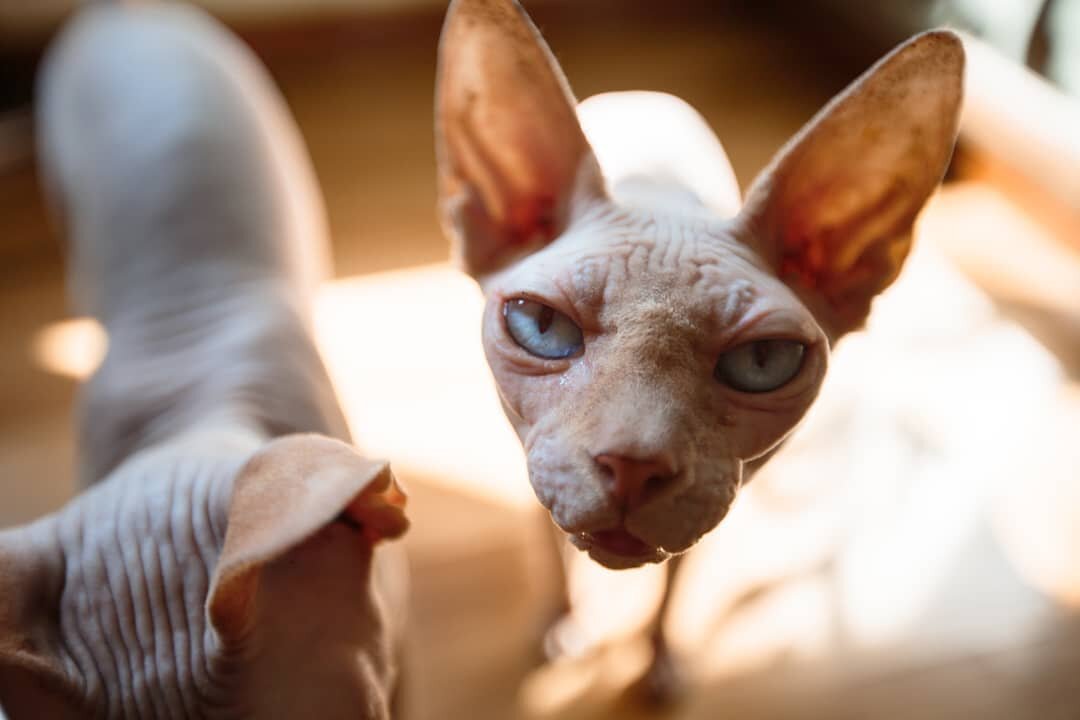 Фото из профиля инстаграм sphynx_mania
