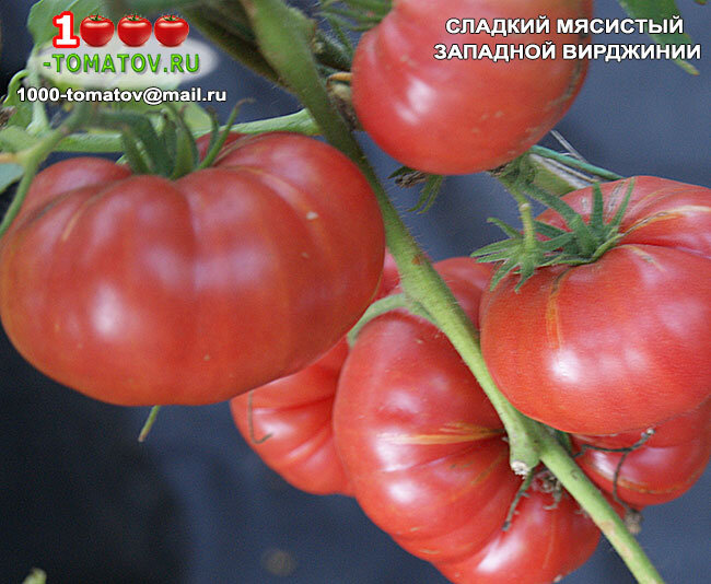 Томат Сладкий мясистый Западной Вирджинии ФОТО 1