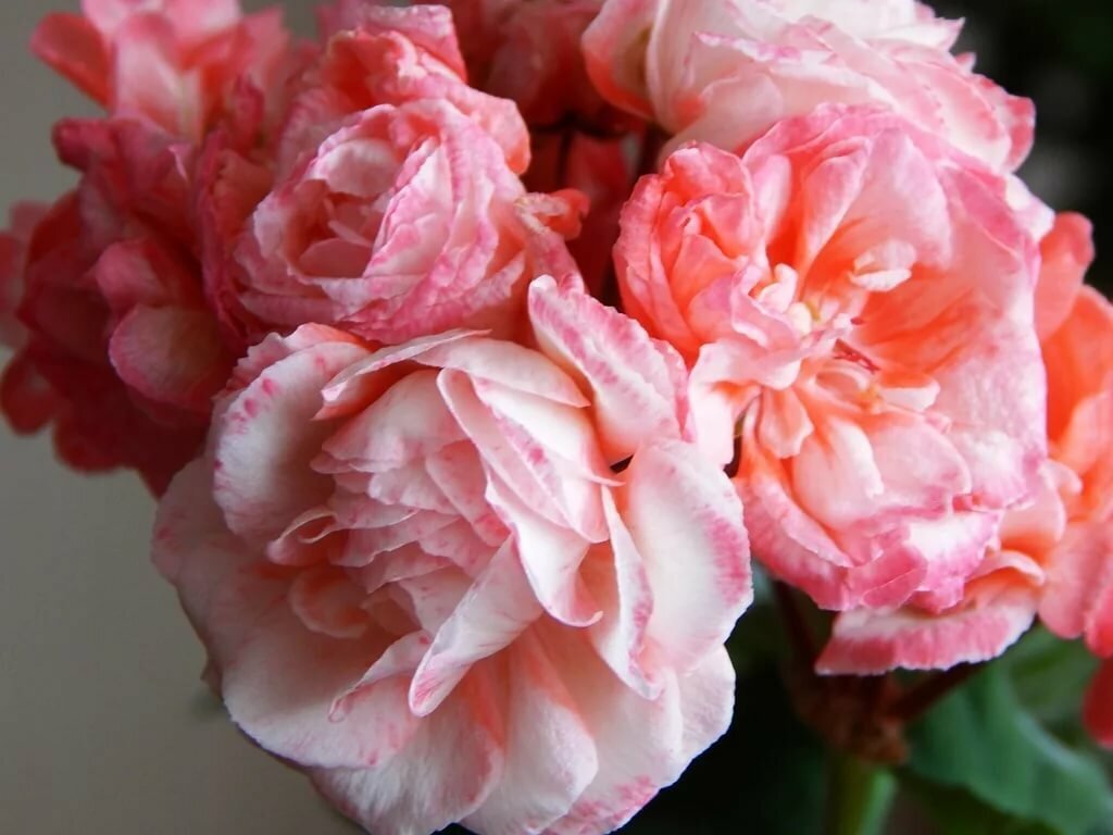 Пеларгония Denise sutarve. фото из открытых источников