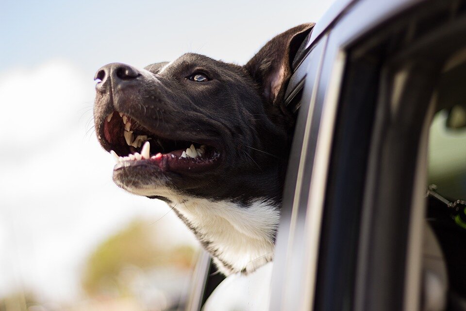 https://cdn.pixabay.com/photo/2016/01/19/17/54/dog-1149964_960_720.jpg 