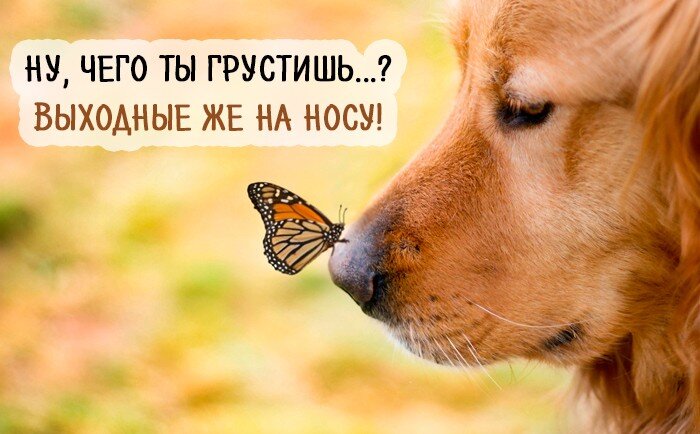 Фото про выходные из интернета.