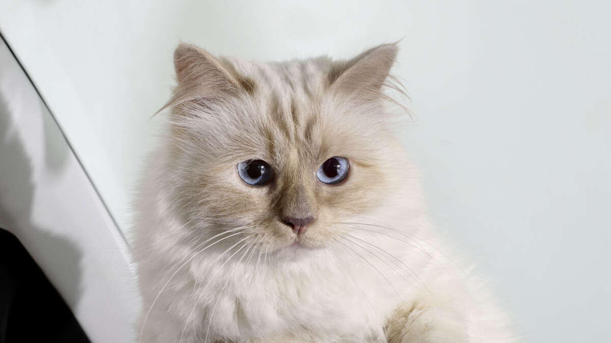 Шупетт. Источник фото: интернет.