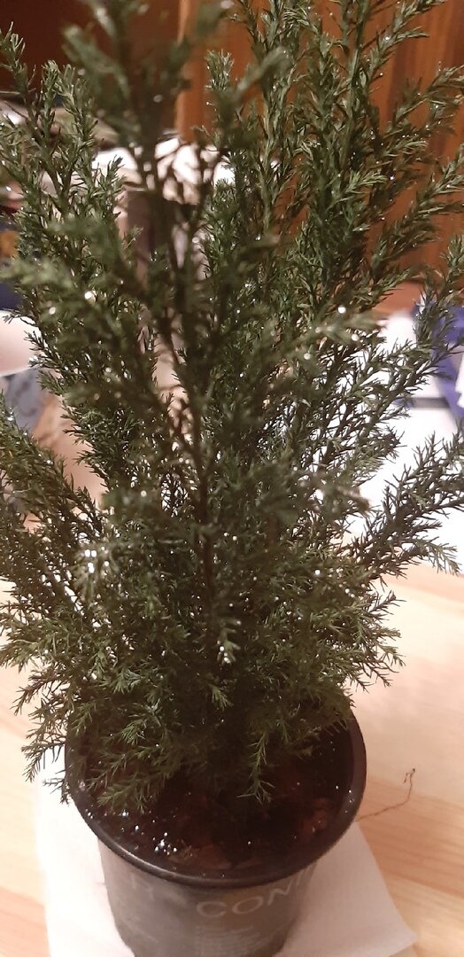 если кто то знает, напишите пожалуйста в комментариях, правильное название и как ухаживать.