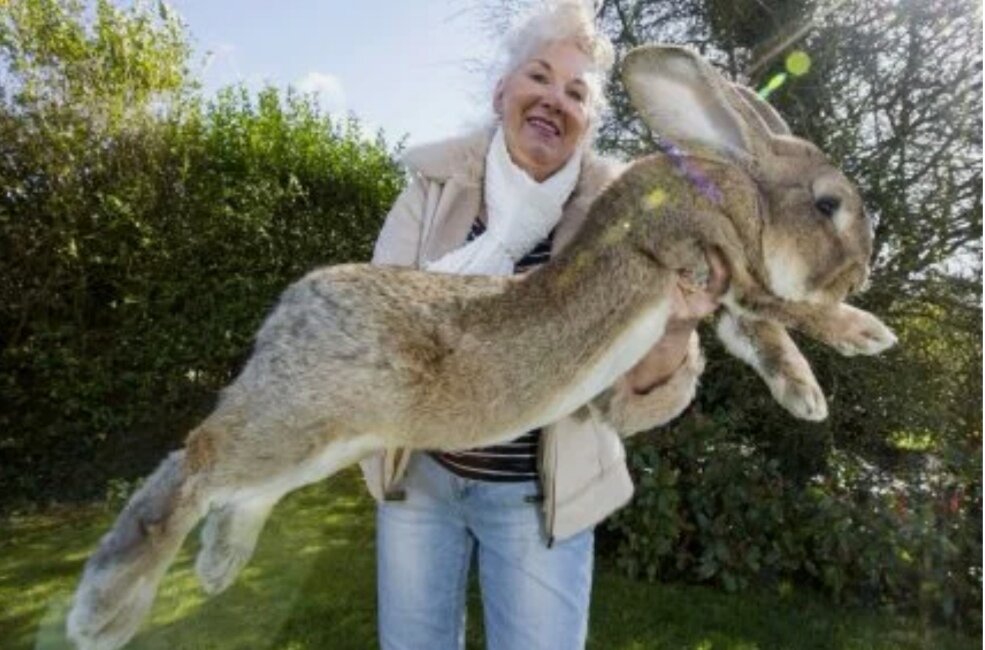 Кролику 12 месяцев, весит 25 кг