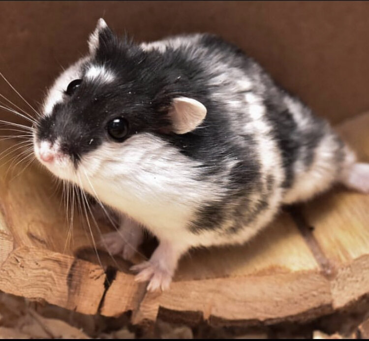 Чёрный пятнистый