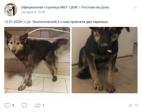 В ЦБЖ собаки, которые явно жили в домашних условиях, остаются там на полгода, пока не найдется прежний хозяин. После — им ищут нового. 