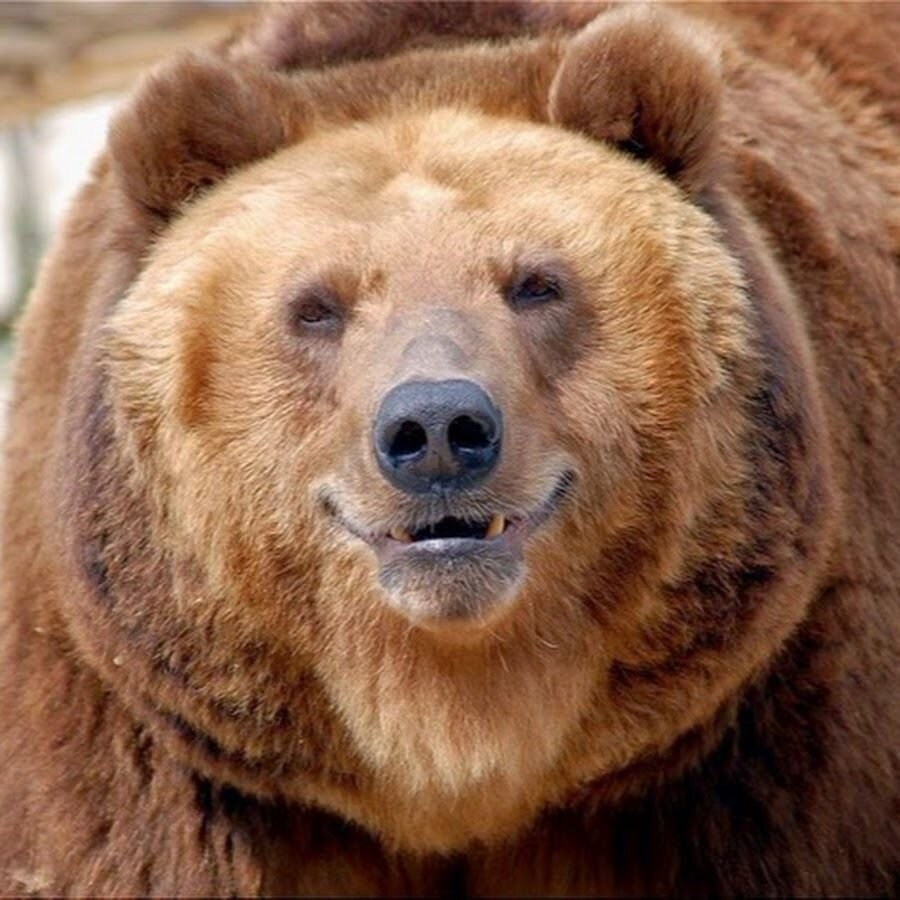 Добрый медведь с Яндекс.картинок