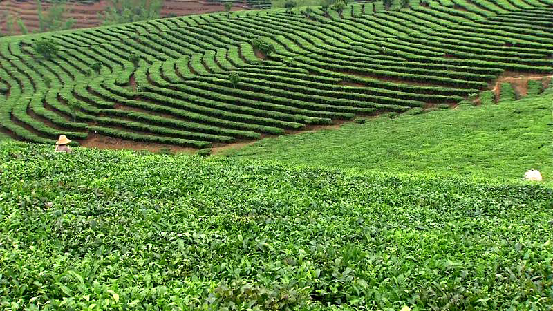 Плантация чая пуэр в провинции Юньнань. Китай 