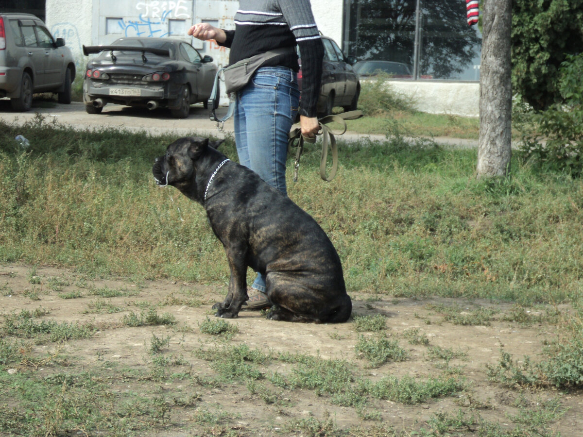 Поводок отстегнут, да. Но это на дрессплощадке. Перед высылом на бум.