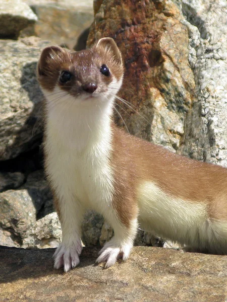 фото из открытого источника